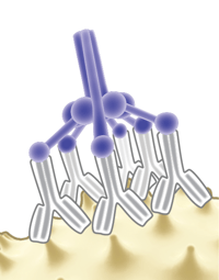 image of a C1q molecule