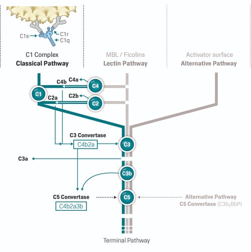 classical  complement pathway