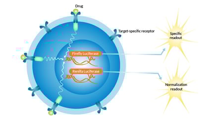 Functional Bioassays – Going from 'it works' to how it works