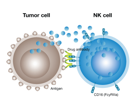 In-vivo-ADCC-illustration-2