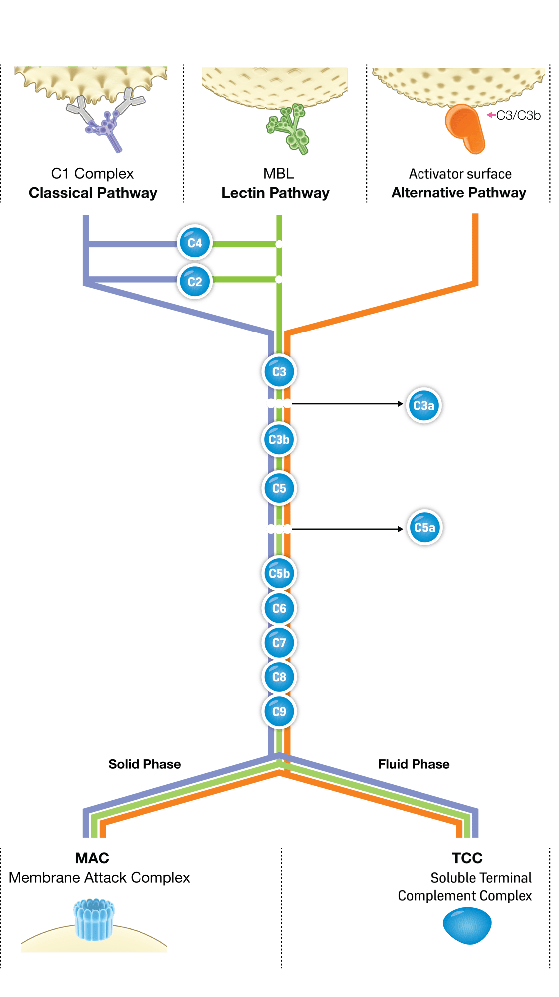 Overview_Level_IIA_Cleaned-updated 2019-01-11
