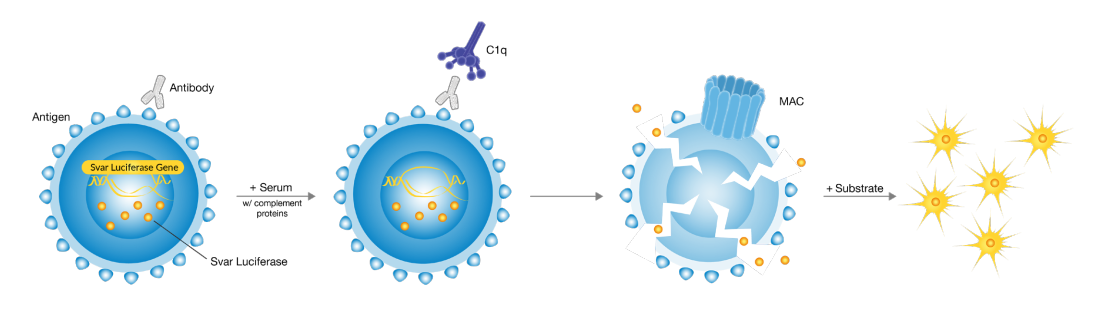 principle of iLite cell assay platform