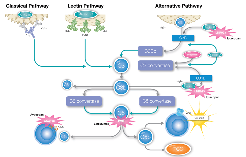 Complement Pathway Overview for C5a Poster-01