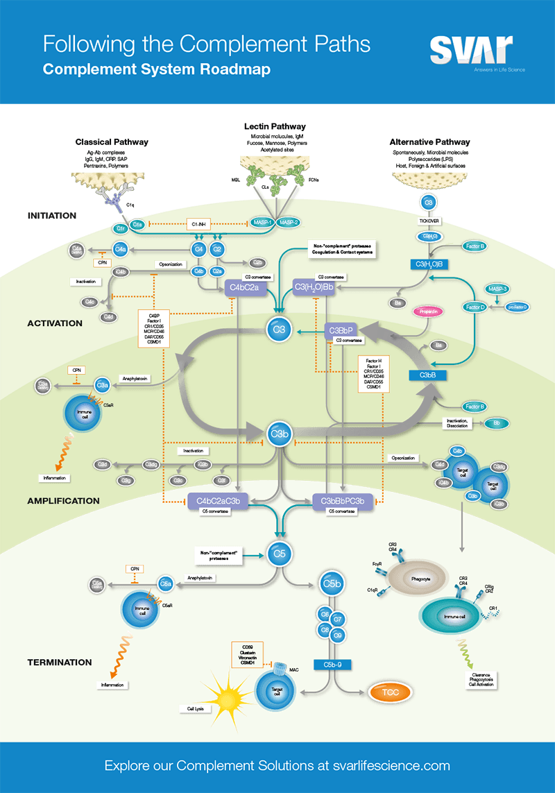 complement-poster