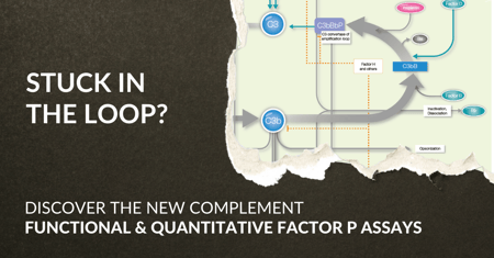 Properdin functional and quantitative assays: a new bi-dimensional tool boosting the next generation of complement therapeutics