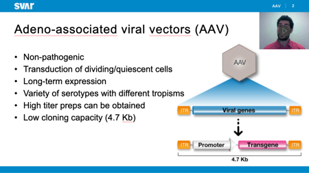 Assay Development in AAV Therapies: Engineering iLite®&nbsp;Cell Lines for Specific and Analytical Applications