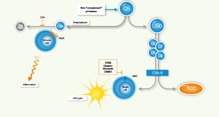 A New Cell-based iLite® C5a Assay