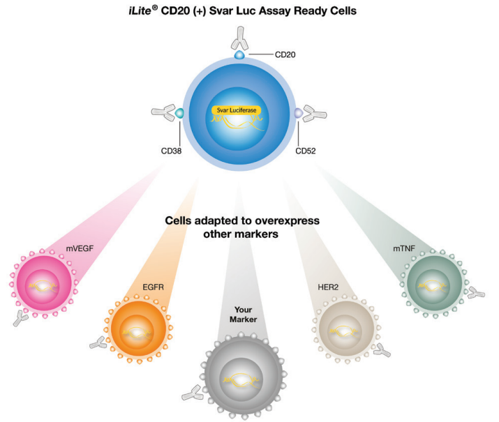ilite CD20 visualisation of customisability