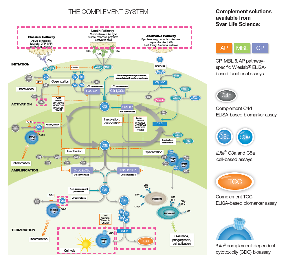 Novel COVID-19 Biomarkers: The role of complement C4d