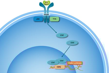Covid-19 – Antagonizing the immune system