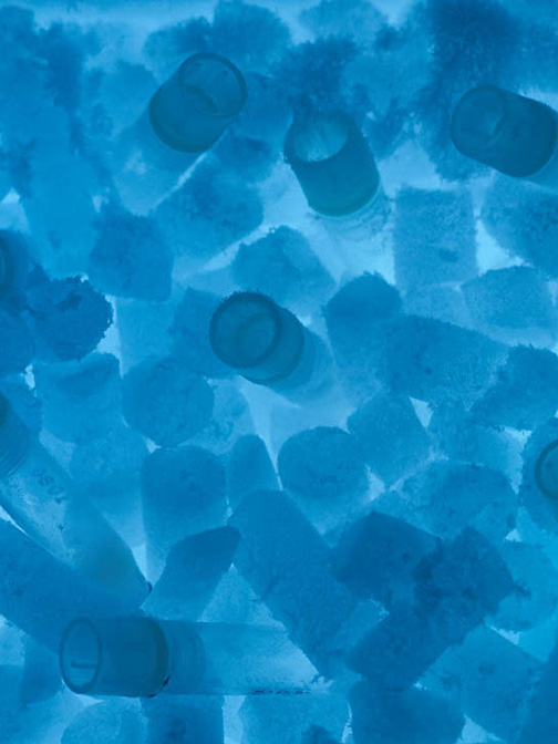 tubes-in-ice-504x672
