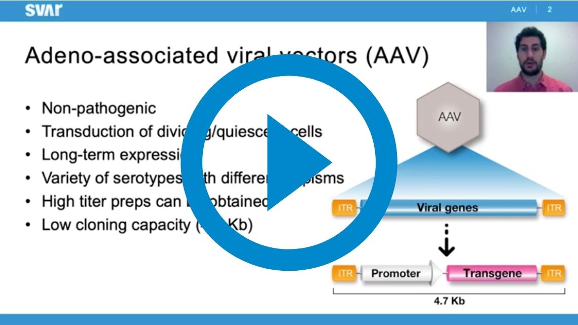 Assay development within AAV therapies; engineering iLite cell lines for specific & general assays