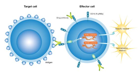 ADCC-Effector-Positive-Target-Cell-May 2022