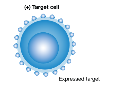 ADCC-Positive-Target-Cell-Only-Ny2