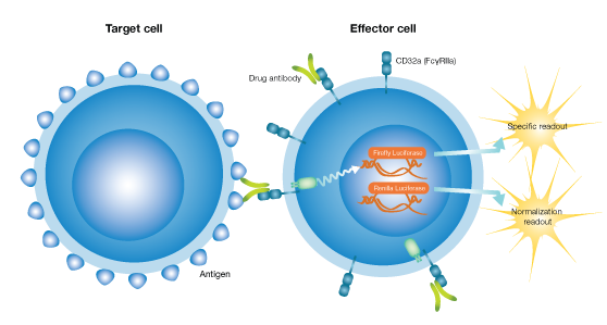 ADCP-Effector-Positive-Target-Cell-May-2022