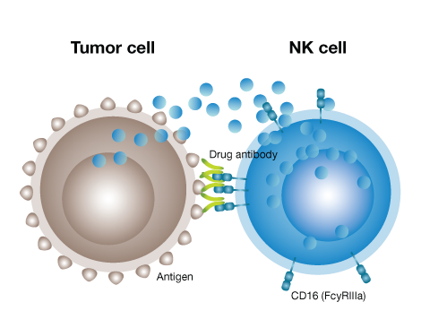 In-vivo-ADCC-illustration-2