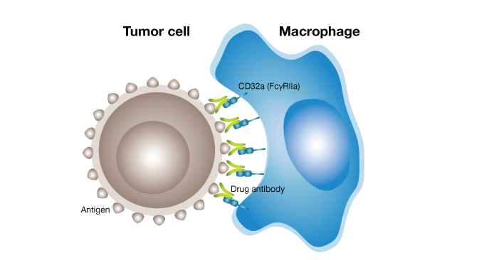 In-vivo-ADCP-illustration