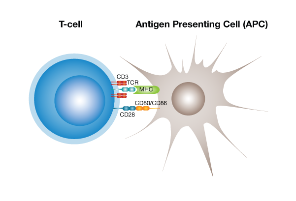 In-vivo-T-cell-activation-illustration-1