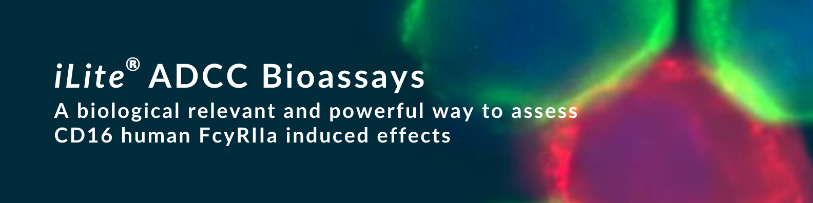 iLite  ADCC Bioassays  - A biological relevant and powerful way to assess CD16 human FcyRIIa induced effects