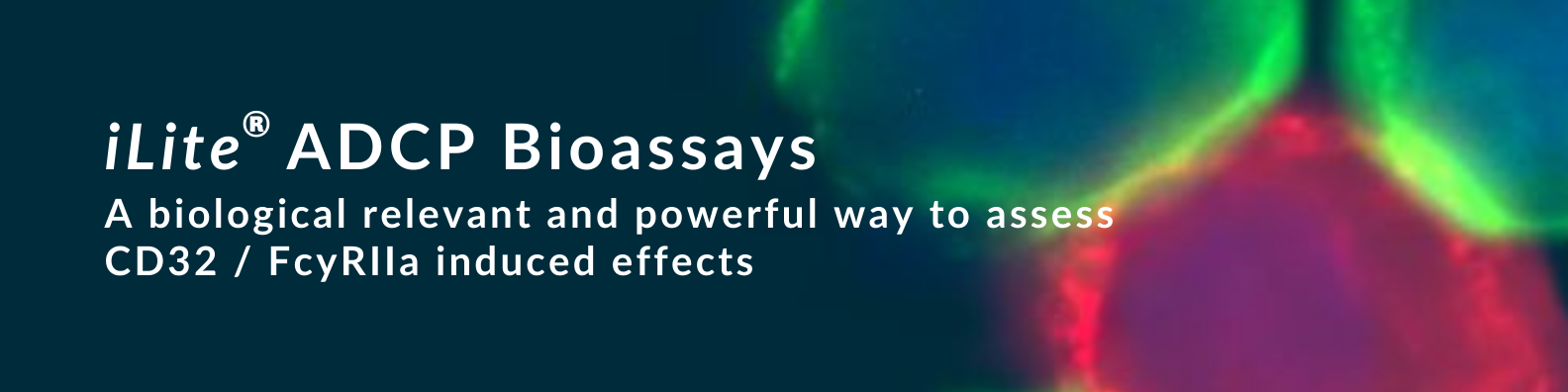 iLite  ADCP Bioassays  - A biological relevant and powerful way to assess CD32 / FcyRIIa induced effects