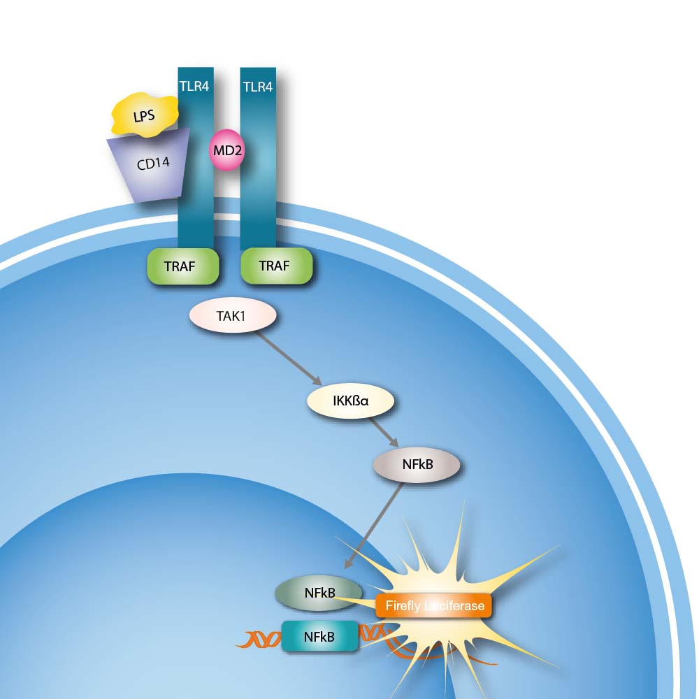 iLite® TLR4 Assay Ready Cells