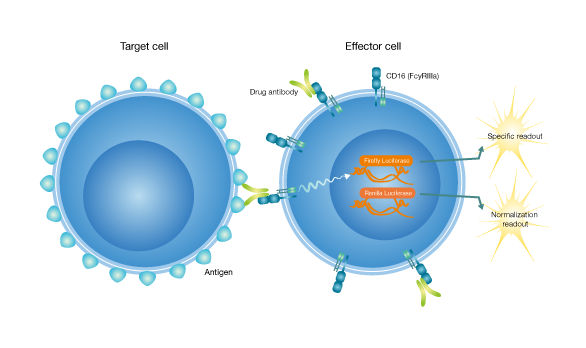 ADCC-Effector-Positive-Target-Cell-ny3