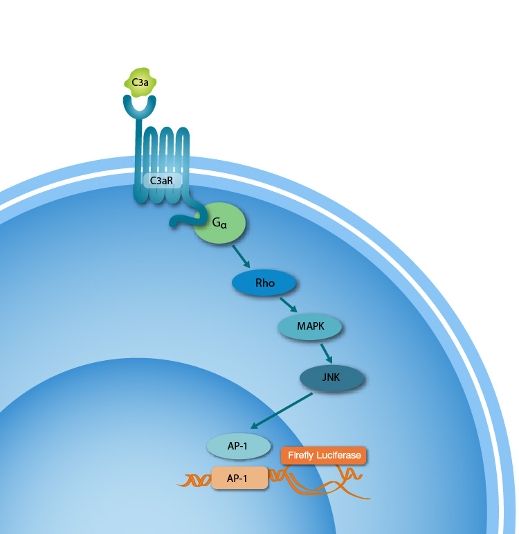 iLite® C3a Assay Ready Cells