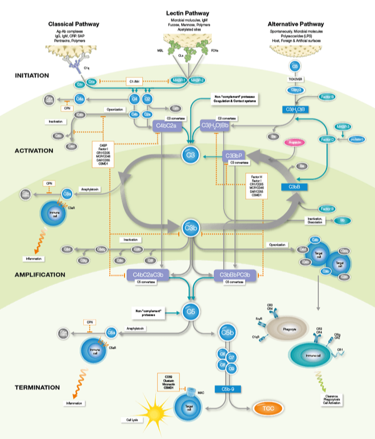 complement-poster-1-1