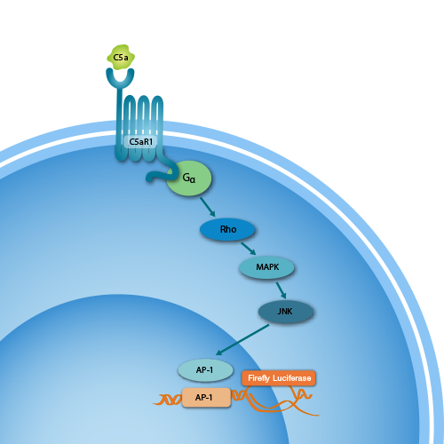 iLite® C5a Assay Ready Cells