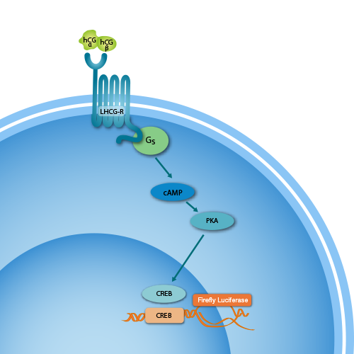 iLite® hCG