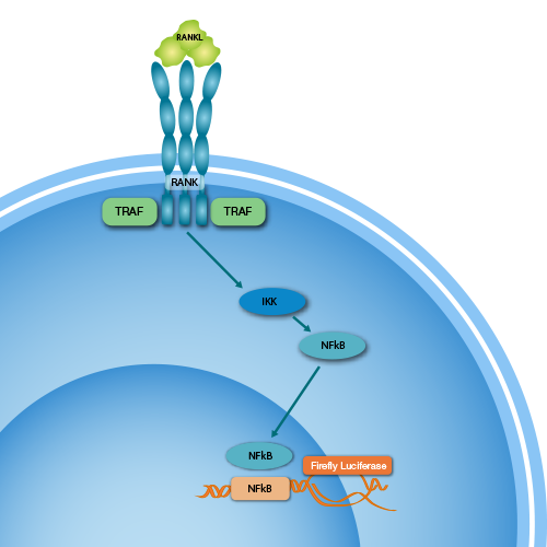 iLite® RANKL Assay Ready Cells