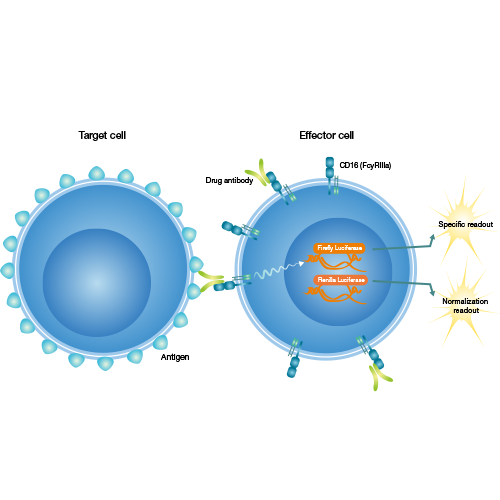 iLite® EGFR (+) Target