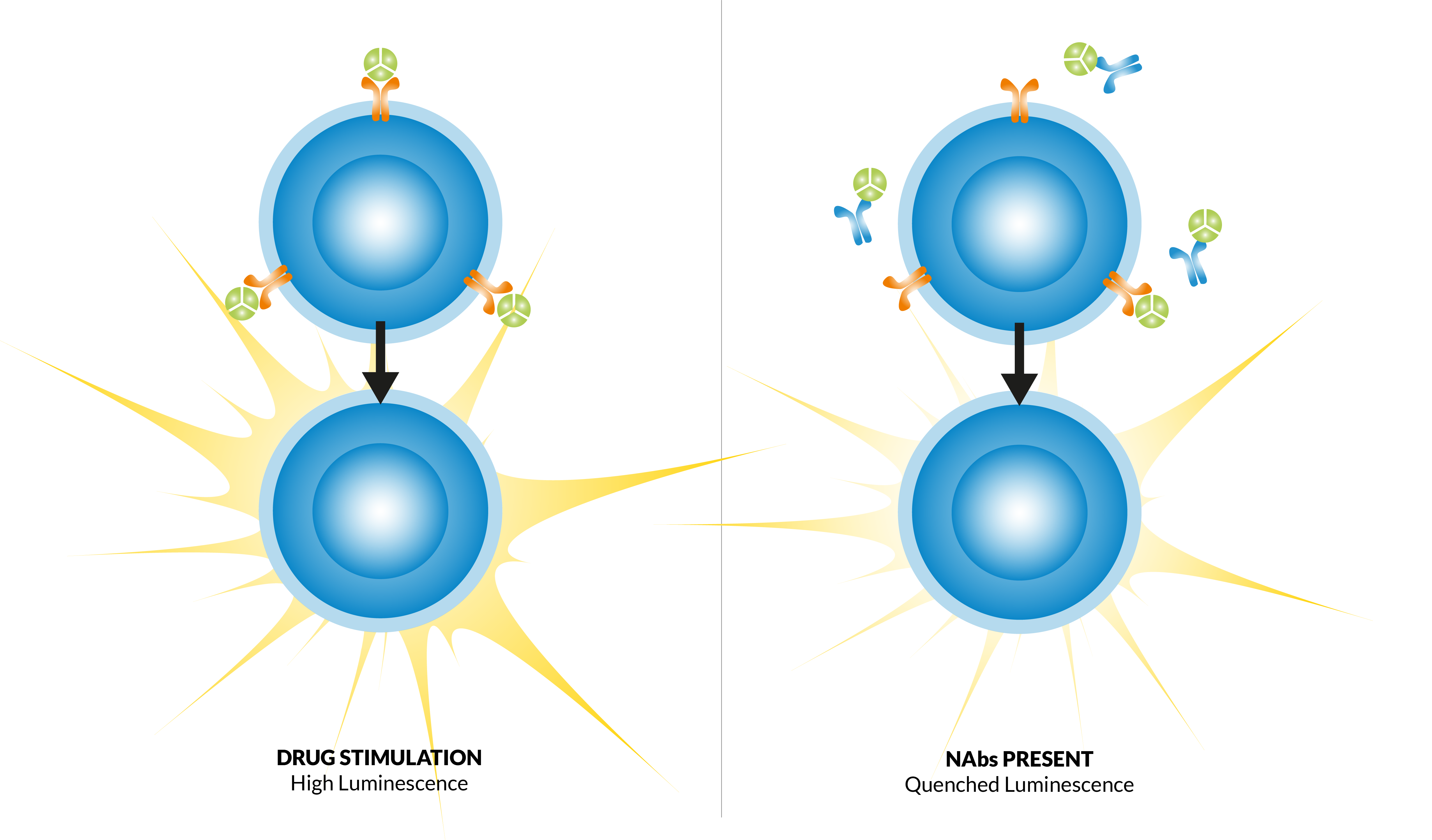 Principle-assessment-immunogenicity-effect-Drug-NAbs