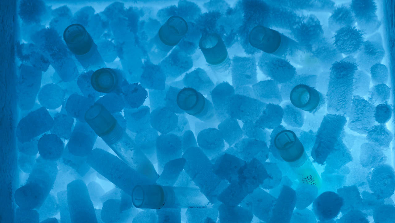 Svar-Life-Science-iLite-cell-based-reporter-gene-assays-cell-vials-stored-on-blue-colored-ice-1-1